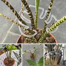 Yaprak Görünümlü Bitki Gövde Sabitleme ve Destek Klipsi 16 Adet