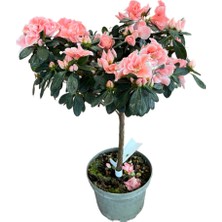 Betonish Rhodendron Indicum 'pinkish' (Açelya Çiçeği)