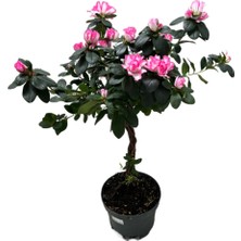 Betonish Rhodendron Indicum 'Purple Splash' (Açelya Çiçeği)