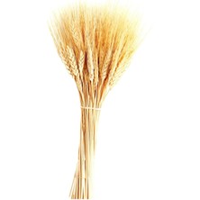 Evsay Kuru Çiçek Doğal Başak Buğday Başağı 45 cm 1 Demet Natural