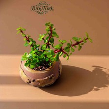 BitkiTÜRK Dünya Formlu Beton Saksıda Ithal Afra Yeşim Ağacı Bonsai
