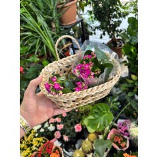 Ss Eral Koop Dekoratif Çok Amaçlı Doğal El Yapımı Hasır Saksı Sepet