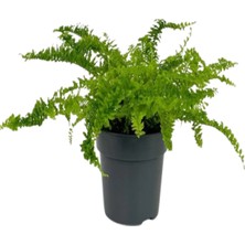 Fujer Aşk Merdiveni