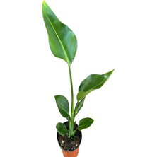 Starliçe Cennet Kuşu 60 cm Tek Gövdeli