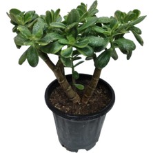 Büyük Boy Crasula Ovata Bonsai Para Bitkisi 2 Gövdeli Bol Yapraklı 40 cm
