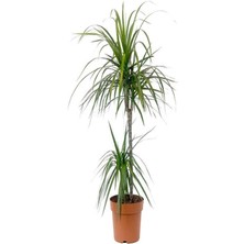 Dracena Margınata 2 Dallı 120 cm Ithal