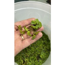 Atılım Akvaryum Salvinia Natans Akvaryum Bitkisi 10X10CM Su Üstü Bitkisi