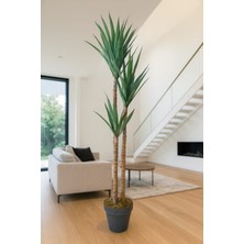 Maki Dekor Yapay Aloevera 160 cm Boyunda 3 Gövdeli Dekoratif Modern Ağaç