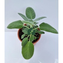 Isparta Gülü Kokulu Adaçayı Fidanı Fidasi 10-20 cm