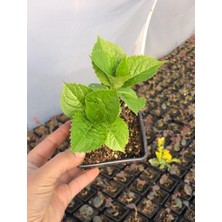Isparta Gülü Canlı Ortanca Çiçeği Fidanı Turuaz Mavisi 10-20 cm