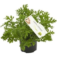 Isparta Gülü Kokulu Itır Fidanı 10-20 cm