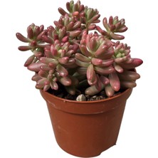 Betonish Sedum Rubrotinctum ‘Aurora’ (Sukulent)