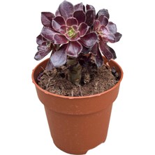 Betonish Aeonium Arboreum 'schwarzkopf' (Sukulent)