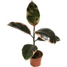Betonish Ficus Elastica 'Belize' (Kauçuk Çiçeği)