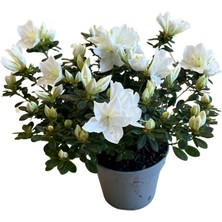 Betonish Rhododendron Indicum 'white' (Açelya Çiçeği)