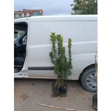 Magarsus 4 Yaş Kocayemiş (Dağ Çileği) Fidanı 100 200 cm Arası