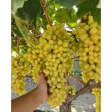 Ases 3-5m,3 Yaş Çekirdeksiz Sultaniye Üzüm Fidan