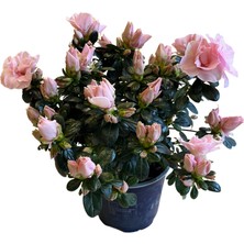 Betonish Rhododendron Indicum 'pinkish' (Açelya Çiçeği)