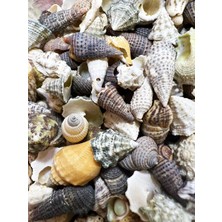 Özbience Karışık Minik Gerçek Deniz Kabukları 35 Gr, Doğal ve Şık Süsler