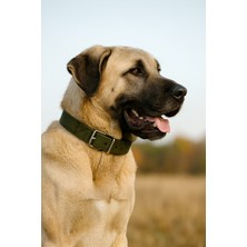 Güçlü Kalın Kangal Köpek Tasması