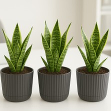 Temmuz Home Zeraf Saksı No:1 – 3 Adet 1.3 Litre Tabaklı Masa ve Sehpa Üzeri Saksı (Ev & Ofis Için Uygun)