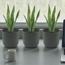 Temmuz Home Zeraf Saksı No:1 – 3 Adet 1.3 Litre Tabaklı Masa ve Sehpa Üzeri Saksı (Ev & Ofis Için Uygun)