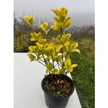 Gold Taflan (Altuni Taflan) Çit Bitkisi