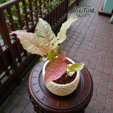 BitkiTÜRK Beton Saksıda Pink Syngonium (Pembe Ok Ucu) Salon Bitkisi