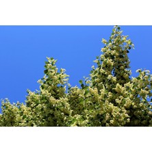 Tunç Botanik Ihlamur (Tillia Tomentosa) Fidanı 5 Adet