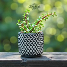 BitkiTÜRK Beton Saksıda Ithal Alacalı Afra Portulacaria Bonsai Salon Bitkisi