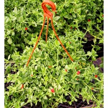 Tunç Botanik BUZ ÇİÇEĞİ 2 ADET - ASKILI SAKSIDA HEDİYELİK