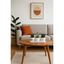 Tunç Botanik TRIO WHITE SUKULENT SETİ - Haworthia, Crassula Perforata