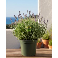 Fransız Lavanta Fidesi 'lavandula Dentata' 3 Litre Saksıda