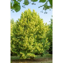 Tunç Botanik IHLAMUR AĞACI FİDANI 50-100 cm (Tilia Tomentosa) 2-3 YAŞ