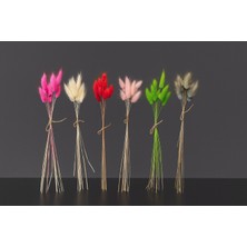 Çınar Asyada Home Karışık Renkler Doğal Kurutulmuş Tavşan Kuyruğu Otu Buketi 6 Demet (60 Dal)