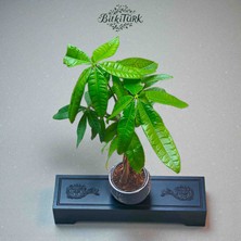 BitkiTÜRK Beton Saksıda Ithal Örgülü Pachira (Para Ağacı)