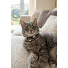 Zendog Zen Dog Kuru Kafa Desenli Ayarlanabilir Küçük Irk Köpek ve Kedi Boyun Tasması – Hafif Tokalı Mini Pet Tasması (Siyah)