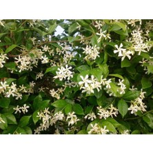 Tunç Botanik ARAP YASEMİNİ - 3 ADET ÇİÇEKLİ KOKULU SARILICI BİTKİ  120-150 CM