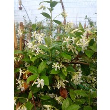 Tunç Botanik ARAP YASEMİNİ 15 ADET - ÇİÇEKLİ KOKULU SARILICI BİTKİ  120-150 CM