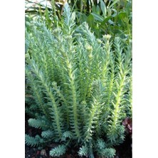 Tunç Botanik SEDUM REFLEXUM 135 ADET - TERARYUM İÇİN SUKULENT BİTKİ