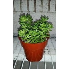 Tunç Botanik SEDUM RUBROTINCTUM 180 ADET - TERARYUM İÇİN SUKULENT YER ÖRTÜCÜ B