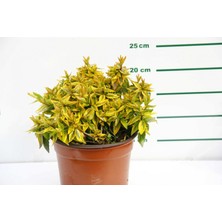 Tunç Botanik SARI ABELYA 20 ADET - GÜZELLİK ÇALISI