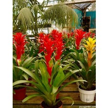 Tunç Botanik GUZMANYA ÇİÇEĞİ - HEDİYELİK