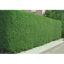 LİGUSTRUM KURTBAĞRI 30 ADET - ÇİT BİTKİSİ