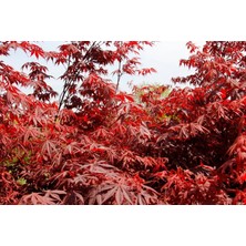 Tunç Botanik KIRMIZI JAPON AKÇAAĞACI - 2 ADET PAKET