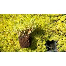 SARI SEDUM 90 ADET - YER ÖRTÜCÜ ÇOK YILLIK BİTKİ