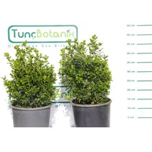 Tunç Botanik ŞİMŞİR ROTUNDİFOLİA - DÖRT MEVSİM YEŞİL ÇİT BİTKİSİ