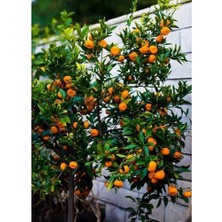 Tunç Botanik SATSUMA MANDALİNA FİDANI 5 ADET - 3 YAŞ TÜPLÜ FİDAN