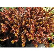 Tunç Botanik SEDUM VODOO 135 ADET - KIRMIZI YER ÖRTÜCÜ, SUKULENT TERARYUM BİTK