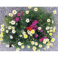 Tunç Botanik KIR PAPATYASI 20 ADET - SAKSIDA ÇOK YILLIK ÇİÇEK